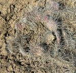 Opuntia polyacantha hystricina, Torreyon, NM