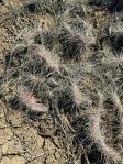 Opuntia polyacantha hystricina, Torreyon, NM