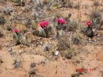 Opuntia polyacantha hystricina, Albuquerque, NM