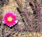 Opuntia polyacantha hystricina