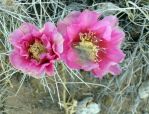 Opuntia polyacantha hystricina