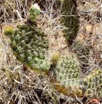 Opuntia polyacantha hystricina