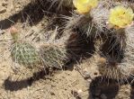 Opuntia polyacantha hystricina