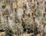 Opuntia polyacantha hystricina