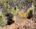 Opuntia polyacantha hystricina