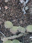 Opuntia polyacantha juniperina