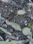 Opuntia polyacantha juniperina