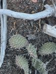 Opuntia polyacantha juniperina