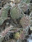 Opuntia polyacantha juniperina, Santa Fe, NM