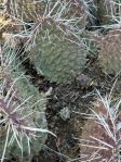 Opuntia polyacantha juniperina, Santa Fe, NM