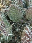 Opuntia polyacantha juniperina, Santa Fe, NM