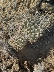 Opuntia polyacantha juniperina, Santa Fe, NM