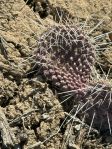 Opuntia polyacantha juniperina, Santa Fe, NM