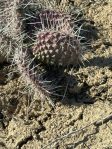 Opuntia polyacantha juniperina, Santa Fe, NM