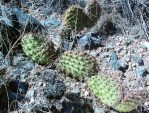 Opuntia polyacantha juniperina