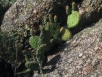 Opuntia polyacantha juniperiana, Gateway, COjuniperina