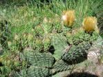 Opuntia polyacantha juniperiana, Sandia Mts, NMjuniperina