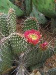 Opuntia polyacantha juniperiana, southwest of Albuquerque, NMjuniperina