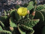 Opuntia polyacantha juniperiana, Timberline Gardens, Wheat Ridge, COjuniperina