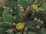 Opuntia polyacantha juniperiana, Sandia Mts, NMjuniperina