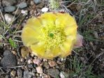 Opuntia polyacantha polyacantha, NE, Daiv Freeman