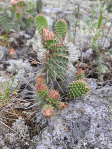 Opuntia polyacantha pollyacantha,  Ontario Canada, Derek Stephen