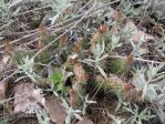 Opuntia polyacantha polyacantha, near Devil's Tower, WY, Daiv Freeman