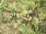 Opuntia polyacantha polyacantha, south of Alberta, CA, Rene Haasdyk