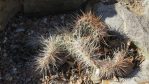 Opuntia polyacantha polyacantha, Pueblo Co, CO, Derrill Pope