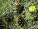 Opuntia polyacantha polyacantha, south of Alberta, CA, Rene Haasdyk