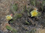 Opuntia polyacantha rhodantha, Grand Junction, CO