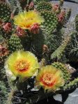 Opuntia pollyacantha rhodantha, 'Chelsea Yellow.' Chelsea Nursery, Clifton, CO