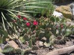 Opuntia polyacantha rhodantha, 'Drama Queen', garden, Grand Junction, CO