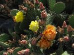 Opuntia polyacantha rhodantha, Timberline Gardens, Wheat Ridge, CO