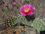 Opuntia polyacantha rhodantha, Grand Junction, CO