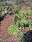 Opuntia polyacantha rhodantha, Moab, UT