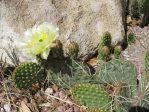 Opuntia polyacantha rhodantha, Rio Grande Botanic Gardens, Albuquerque, NM