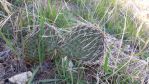 Opuntia polyacantha, Ribbenwood, CA, Chris Ginkel