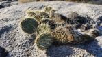 Opuntia polyacantha, Ribbenwood, CA, Chris Ginkel