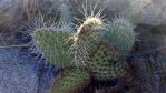 Opuntia polyacantha, Ribbenwood, CA, Chris Ginkel