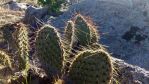 Opuntia polyacantha, Ribbenwood, CA, Chris Ginkel