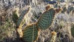 Opuntia polyacantha, Ribbenwood, CA, Chris Ginkel