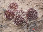 Opuntia polyacantha schweriniana, southwest of Taos, NM