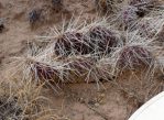 Opuntia schweriniana, NM