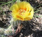 Opuntia polyacantha schweriniana, Meeker, CO