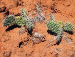 Opuntia polyacantha schweriniana, southwest of Taos, NM