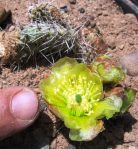 Opuntia polyacantha schweriniana, Sapinero, CO