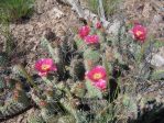 Opuntia polyacantha schweriniana, Meeker, CO