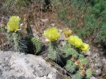 Opuntia polyacantha schweriniana, Meeker, CO