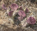 Opuntia polyacantha schweriniana, southwest of Taos, NM